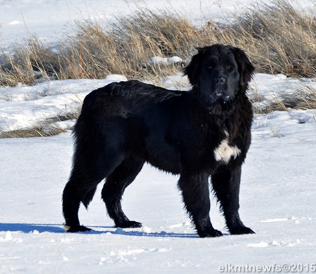 Photo: Newfoundland Cinder pic 3